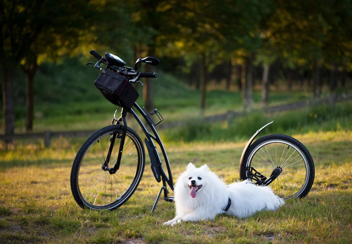 dog, pet, scooter, bicycle, wheels, animal, sport, motion for a resolution, to twist, injury-free, damage, nature, outdoors, training, active, activity, step - marvel character names for dogs