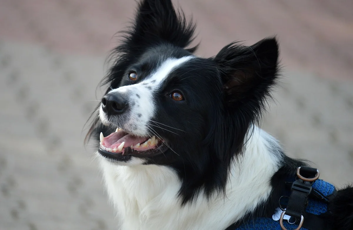 border collie, dog, domestic animal, animal, domestic dog, herding dog, mammal, portrait, dog breed, friend, nature, companion, pet, tongue, snout, four-legged, wildlife, saw animal, interested, attentivem - marvel character names for dogs