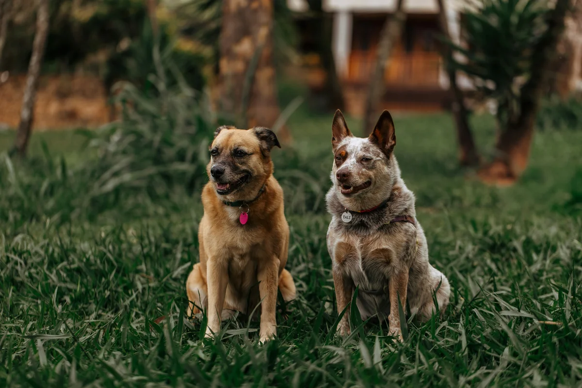 Two dogs sitting on green grass outdoors - matching names for two dogs