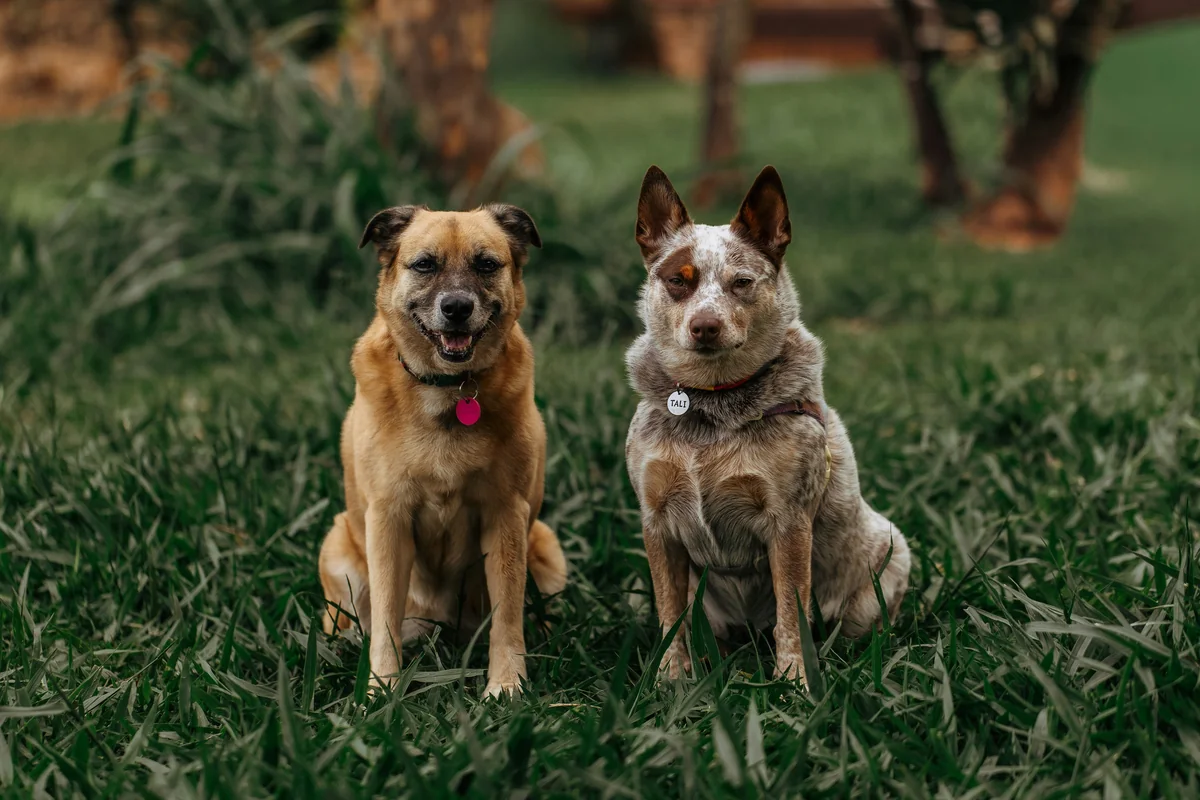 Two dogs sitting on green grass outdoors - matching names for two dogs