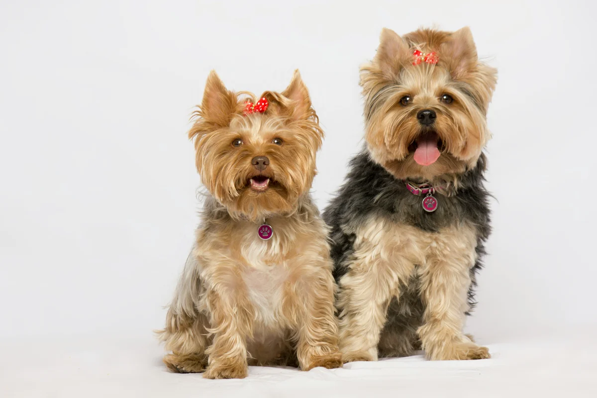 Yorkie dogs.
Yorki dogs. - matching names for two dogs