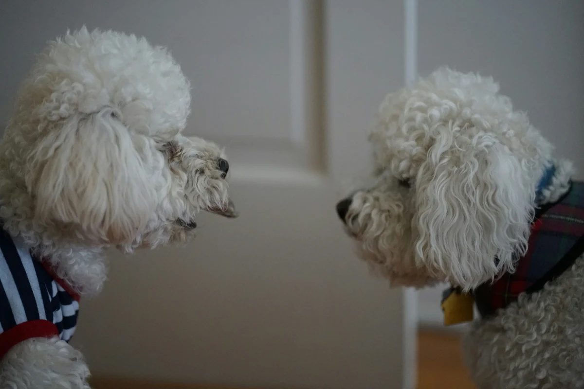 white long coated small sized dog - matching names for two dogs