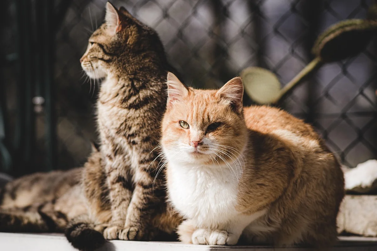 animal, cat, nature, feline, mammal, kitty, pets, pet, fur, whiskers - matching names for two male cats