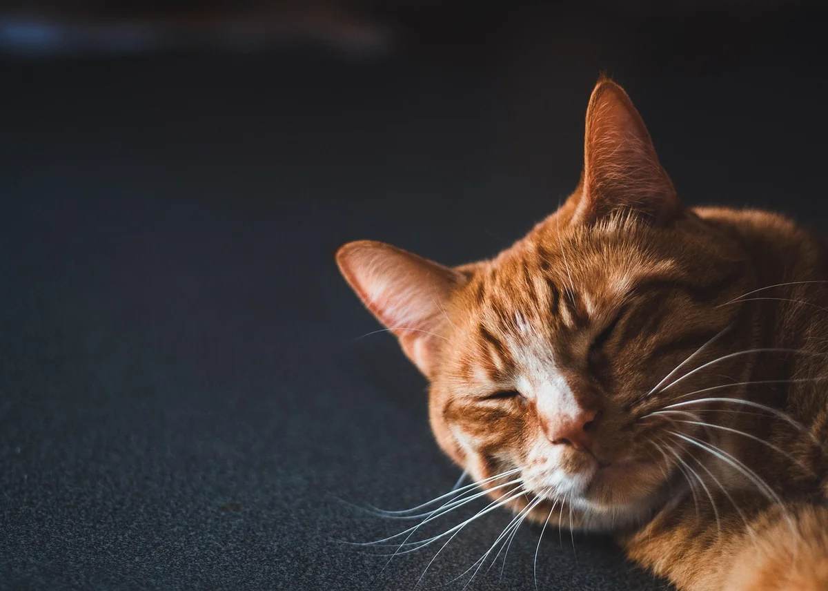 cat, feline, whiskers, pet, orange male cat, male cat, nature, animal - matching names for two male cats