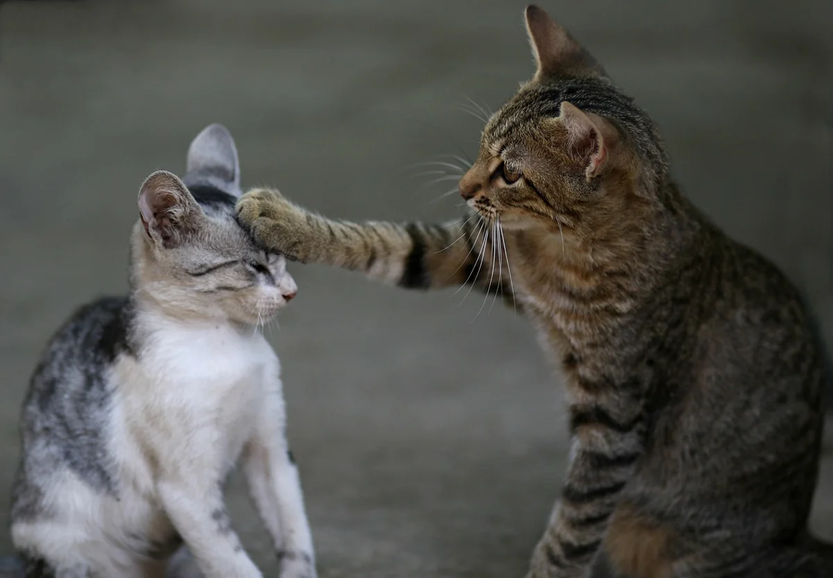 the cat, two, play, catlike, animated, cute, funny, animated, funny, funny, funny, funny, funny - matching names for two male cats