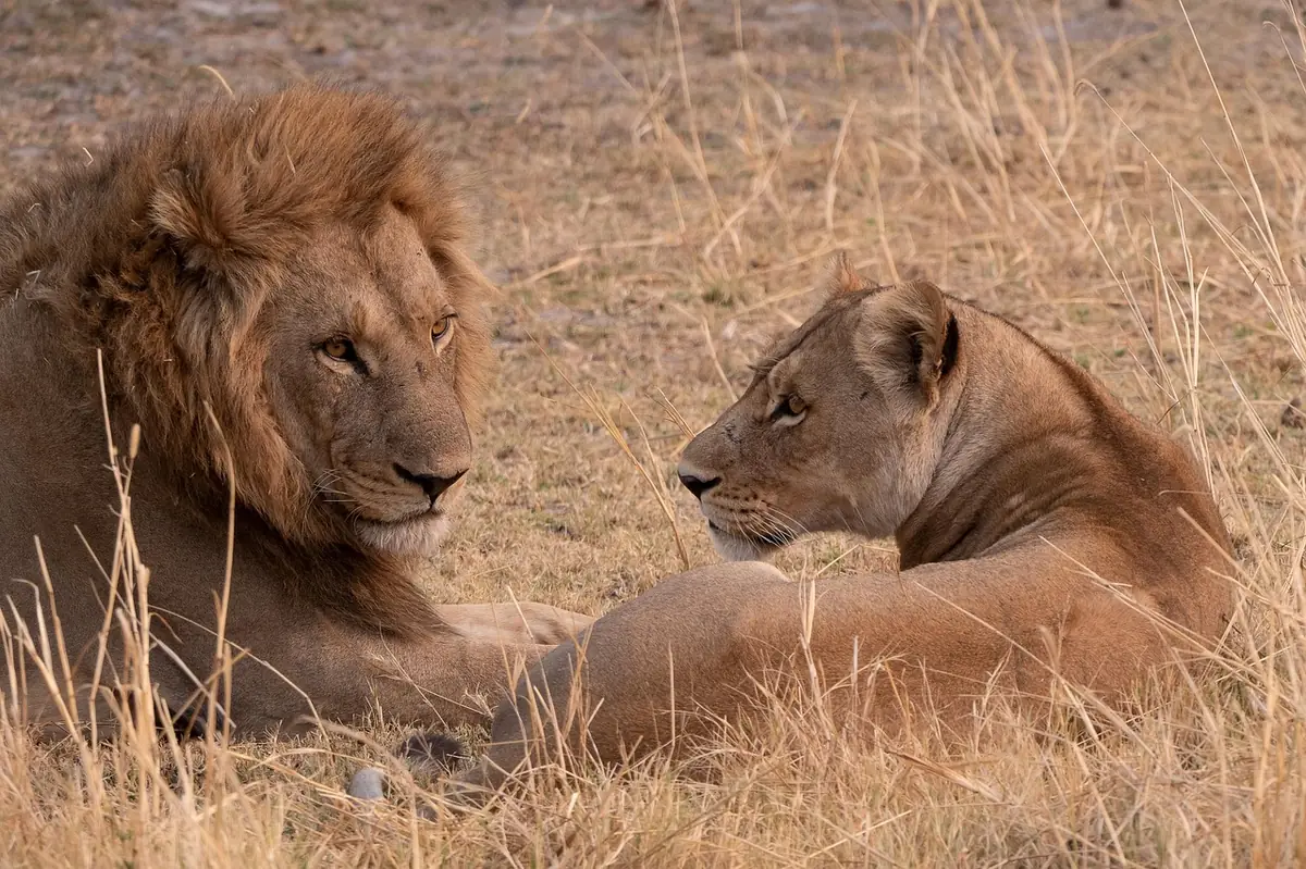 lion, feline, panthera, cat, predator, mane, tail, male, female, savanna, grassland, safari, camouflage, portrait, animal, africa, botswana, pet, moremi, wild, nature - matching names for two male cats