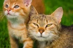 Matching names for two male cats: 7 : top pair ideas - matching names for two male cats