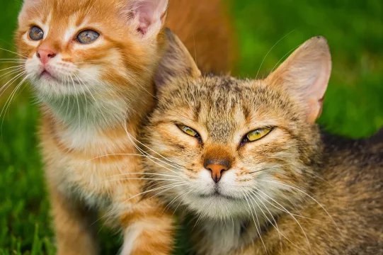 Matching names for two male cats: A Complete Guide - matching names for two male cats