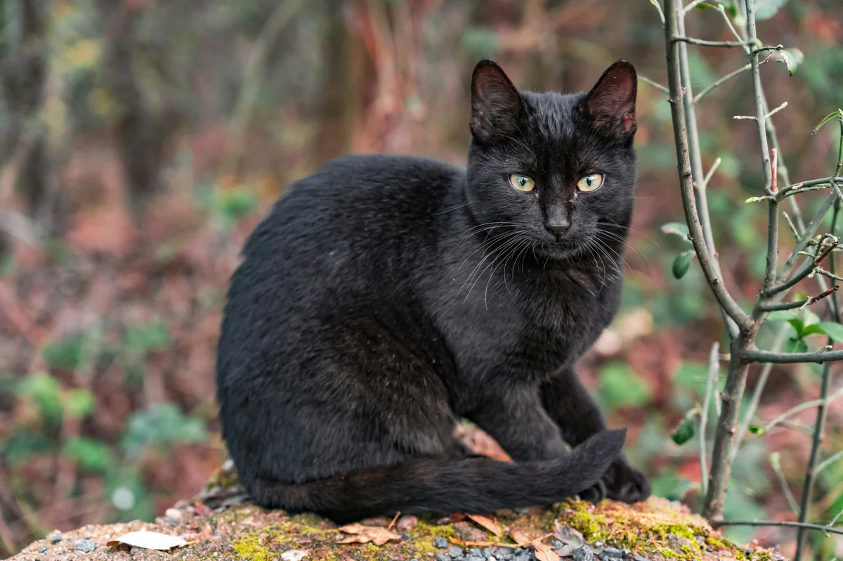 Instagram : @andreas.brun.fr Link : https://www.instagram.com/andreas.brun.fr/ - mystical female black cat names