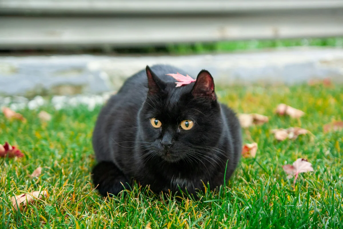 A black cat resting on green grass in a backyard garden. - mystical female black cat names