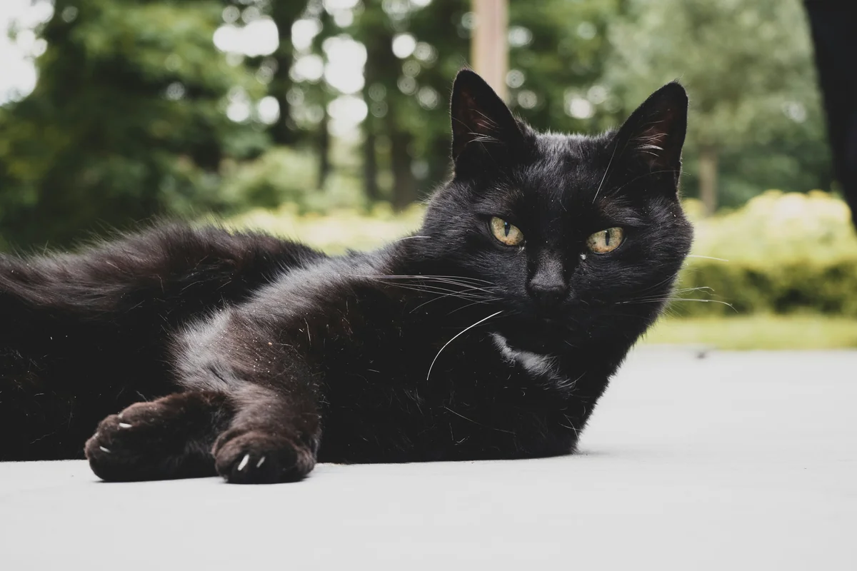 black cat reclining on concrete - mystical female black cat names