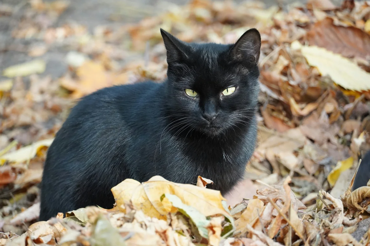 black cat on brown dried leaves - mystical female black cat names