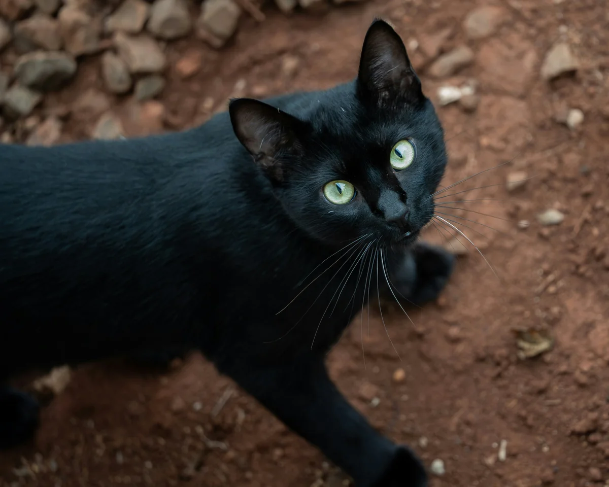 A black cat looks directly at the camera. - mystical female black cat names
