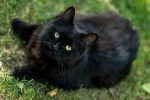 Mystical female black cat names: 120 Best Magical Picks - mystical female black cat names