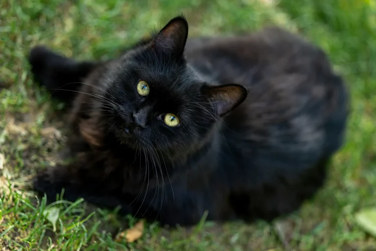 mystical female black cat names: 120 Best Magical Picks