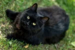 Mystical female black cat names: 125 Best Magical Ideas - mystical female black cat names