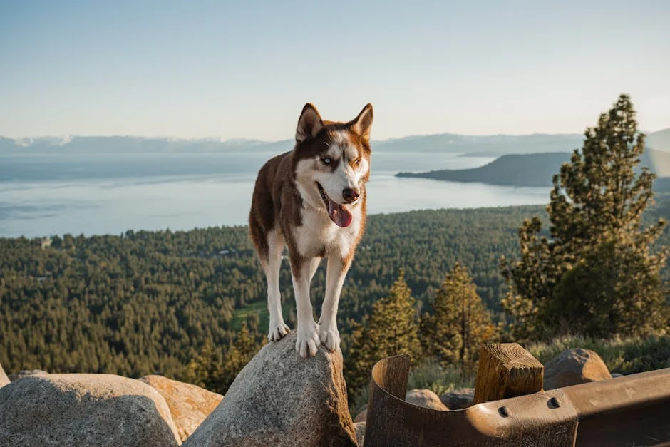 Siberian Husky enjoying a scenic view from a rocky overlook at Lake Tahoe. - nature inspired pet names