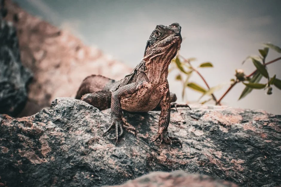 Close-up of a lizard perched on a rock in Mount Coot-tha, showcasing natural habitat and textured skin. - nature inspired pet names
