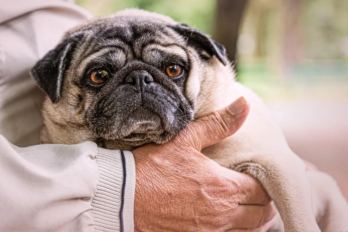 old man, pug, park, animal, pet, dog, character - old man names for dogs