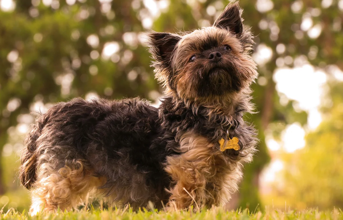 black and brown long coated small dog - old man names for small dogs
