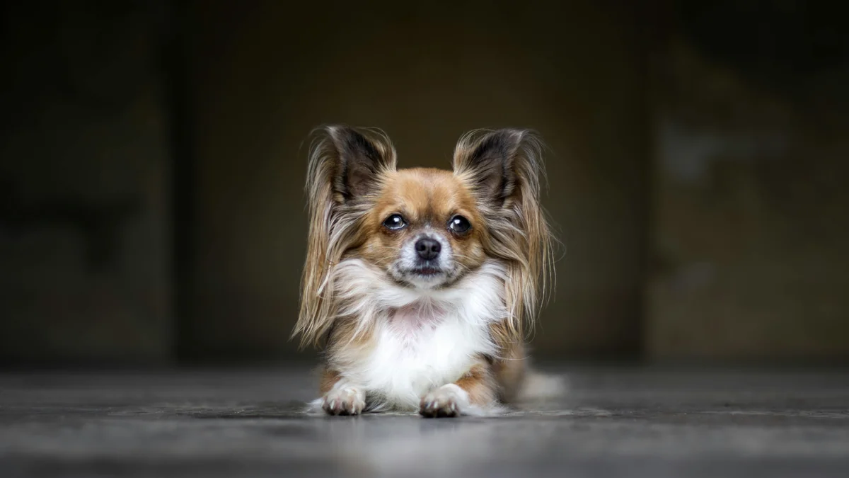 white and brown coated dog - old man names for small dogs