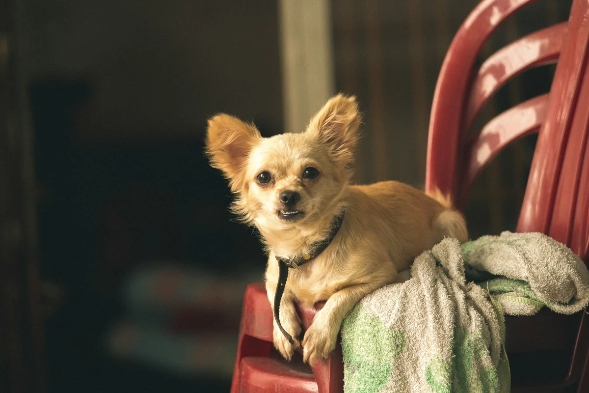 brown chihuahua on red chair - old man names for small dogs