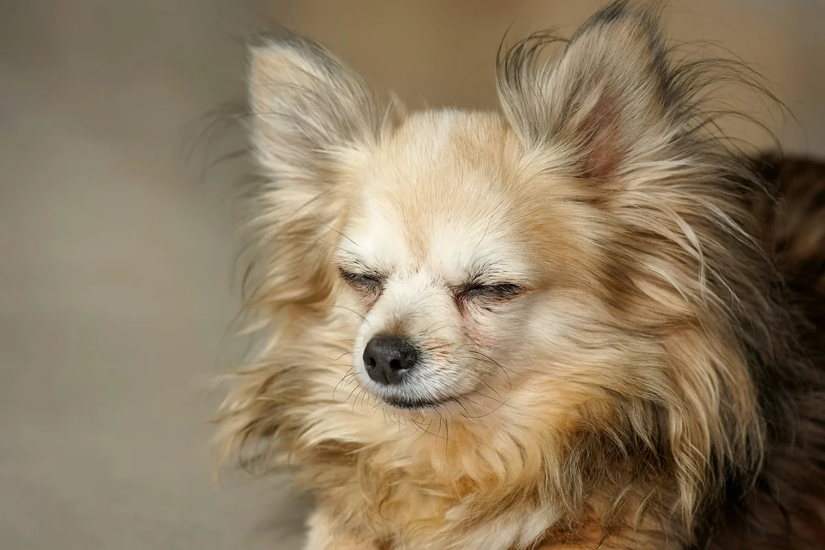 A long-haired chihuahua peacefully sleeping with its eyes closed, showing off its beautiful cream and brown fur against a soft, blurred background. - old man names for small dogs