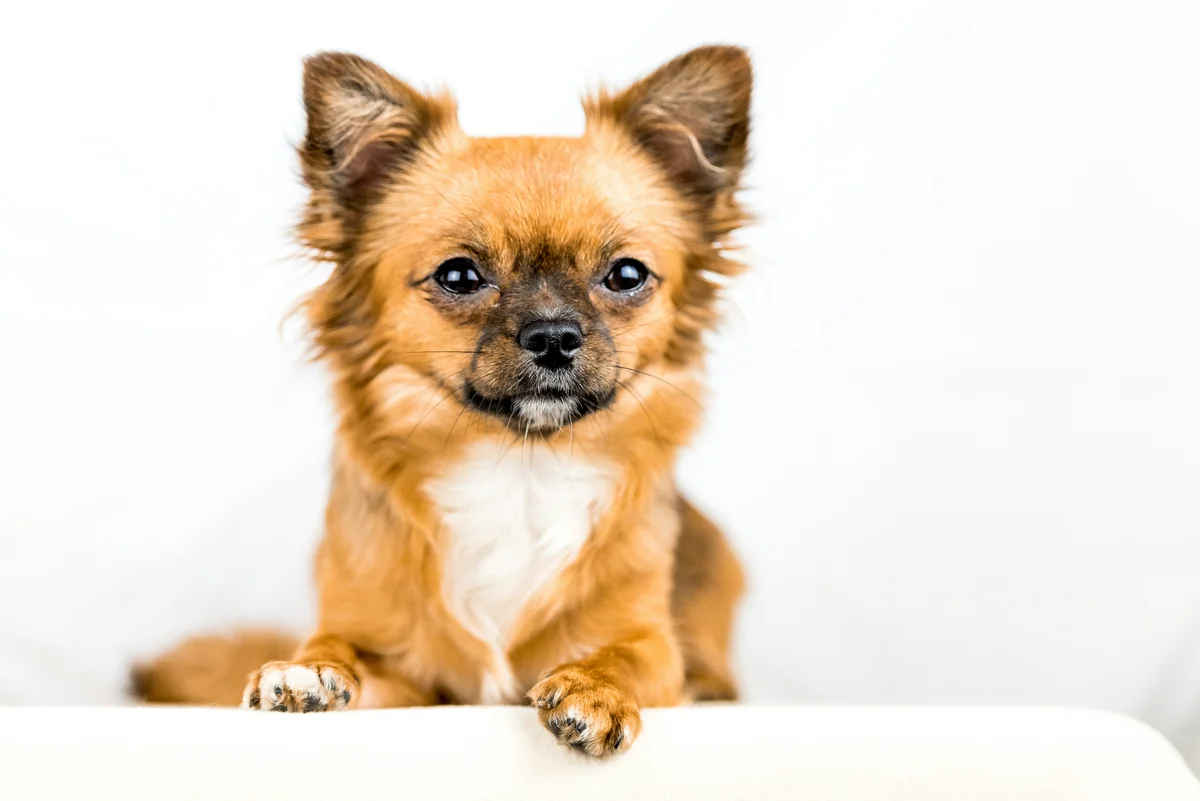brown and white short coated small dog - old man names for small dogs