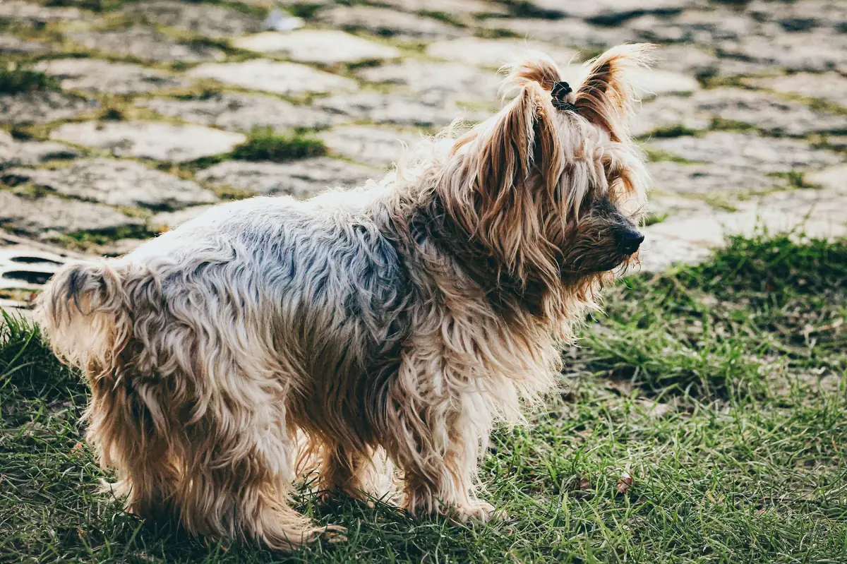 A cute dog stands on grass and pavement. - old man names for small dogs