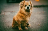 Old man names for small dogs: Best old man names for small - old man names for small dogs