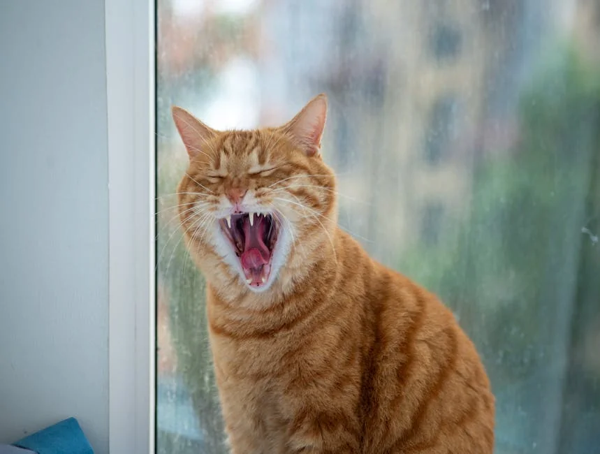 Cute ginger tabby cat yawning by a window, showcasing its fangs in a relaxed indoor setting. - orange tabby cat names funny