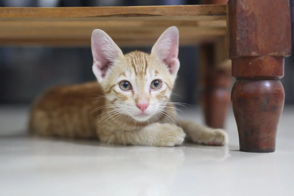 Adorable tabby kitten lying under a wooden table, looking curiously into the camera. - orange tabby cat names funny