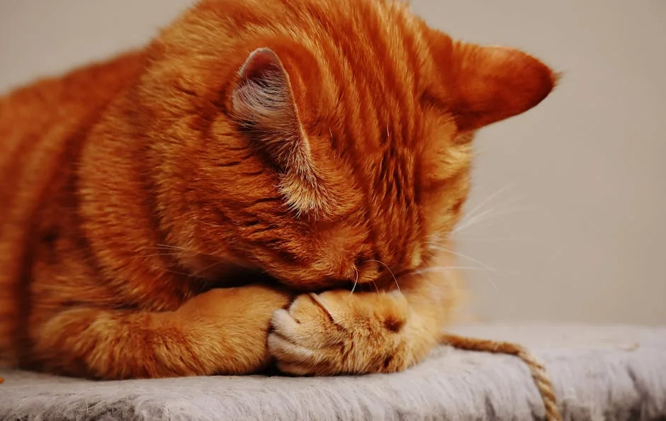 A cute tabby cat sleeping with its paws covering its face, creating a cozy and endearing scene. - orange tabby cat names funny