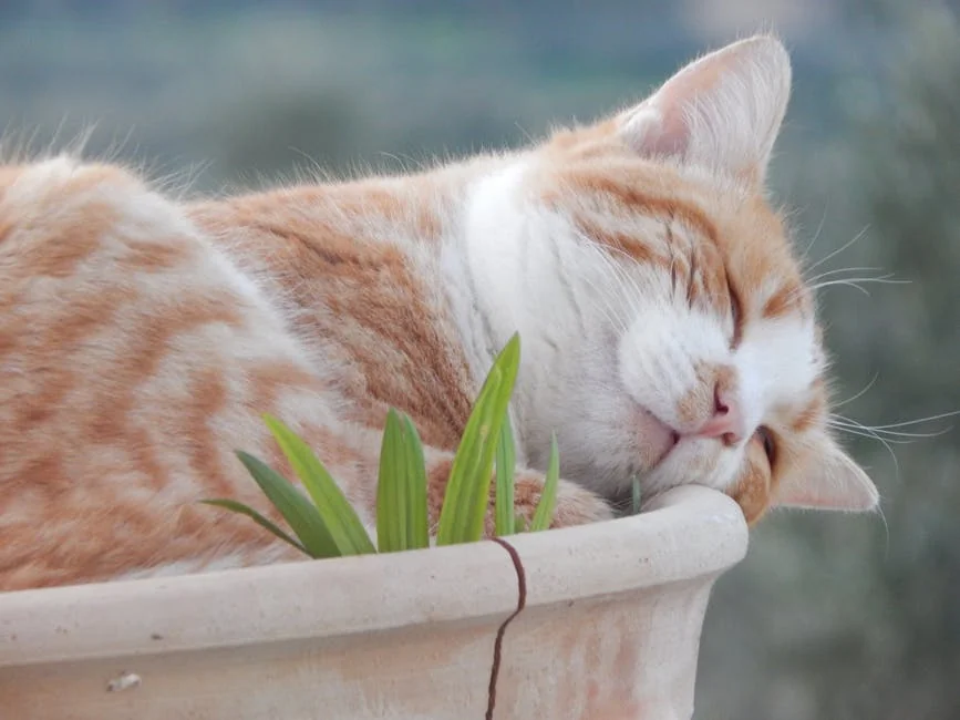 Adorable orange tabby cat sleeping in a clay pot with green plants outdoors. - orange tabby cat names funny