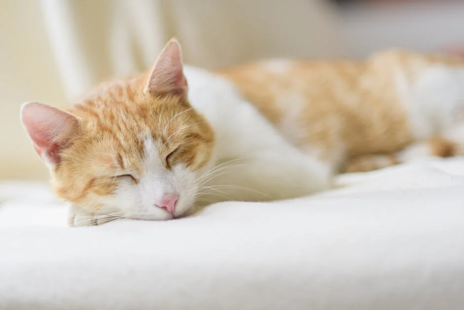 Adorable ginger cat sleeping peacefully on a soft bed indoors. Perfect depiction of relaxation. - orange tabby cat names funny
