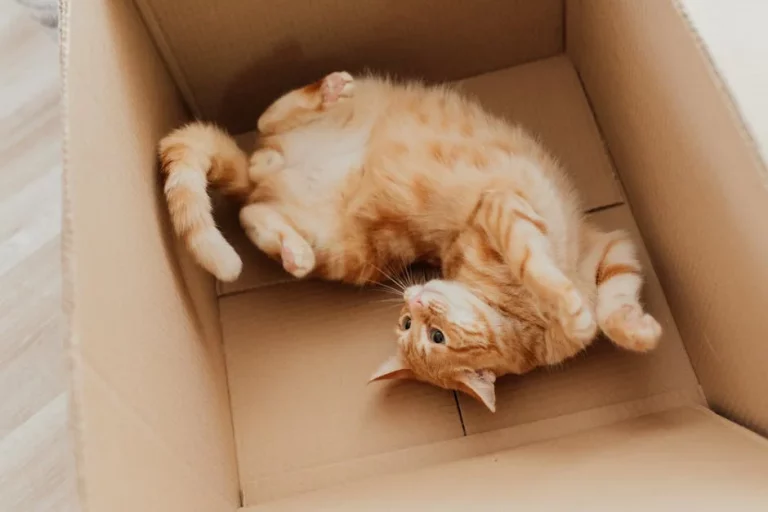 orange tabby cat names funny: 15 Best ideas for every cat