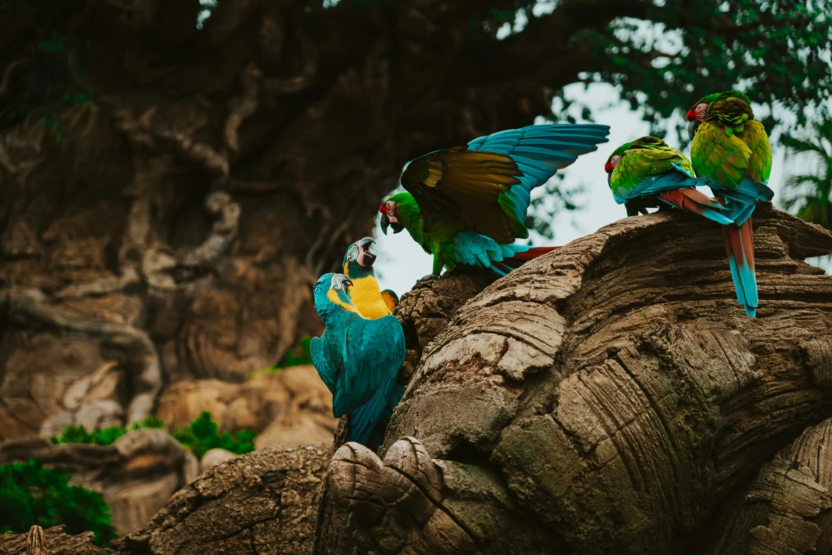 a group of colorful birds sitting on a tree branch - pirate themed names for parrots