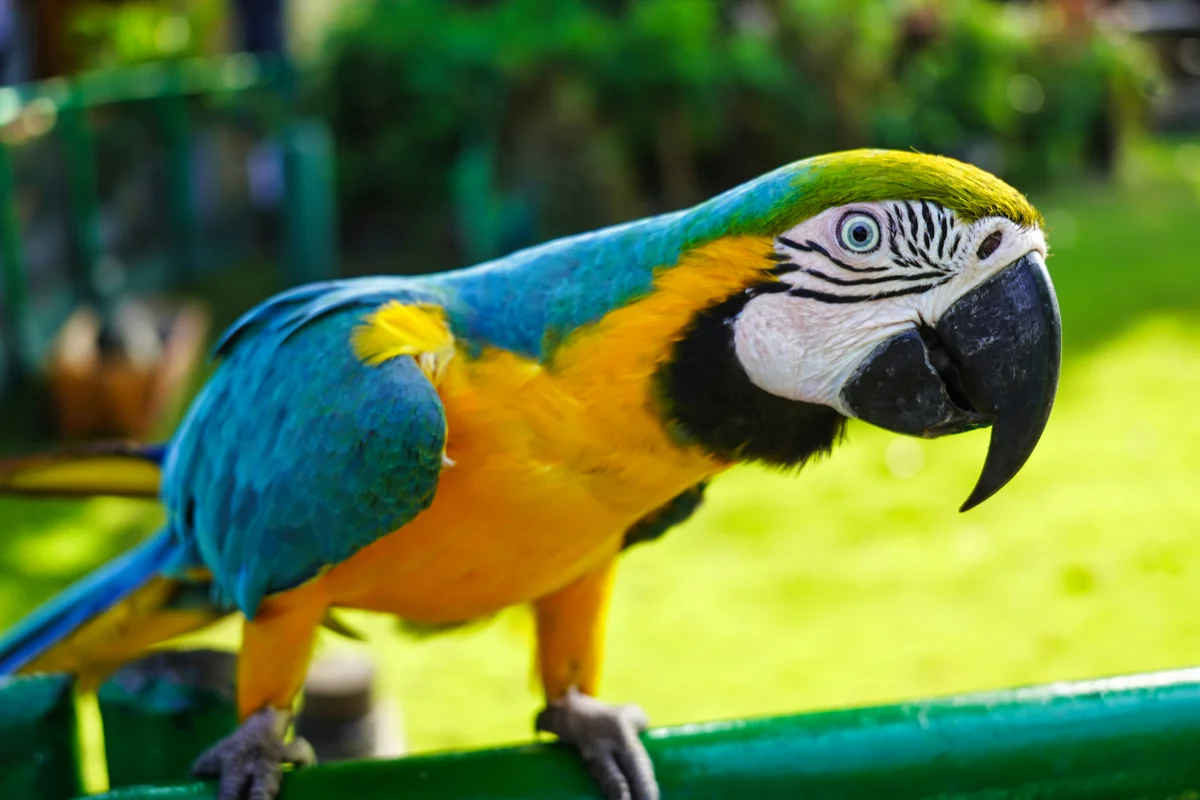 a colorful parrot perched on top of a green rail - pirate themed names for parrots