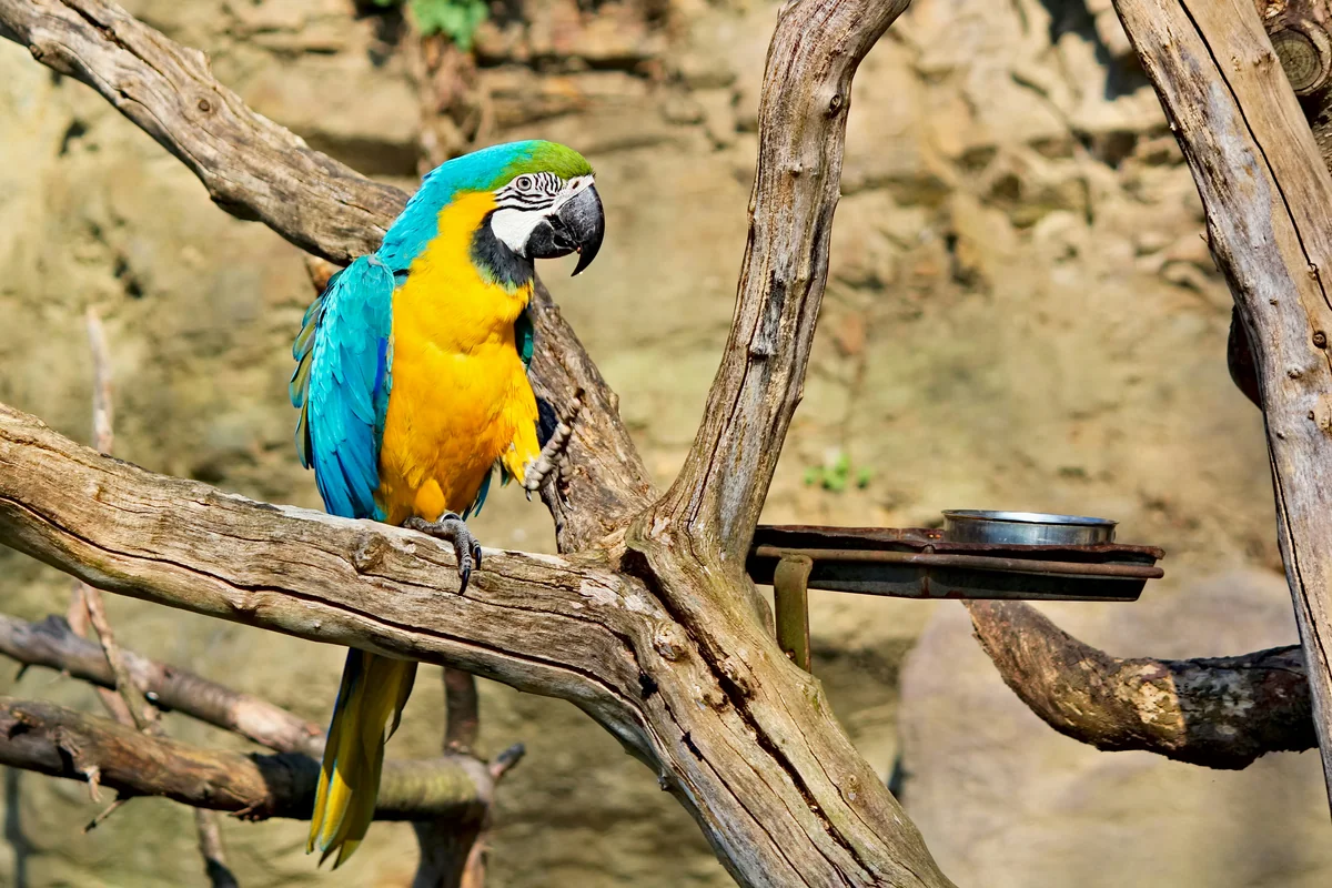 blue yellow and green parrot on brown tree branch - pirate themed names for parrots