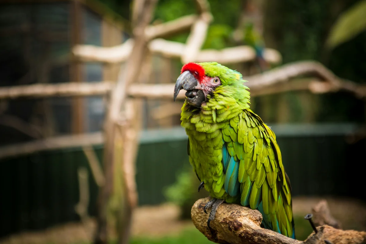 Colourful Macaw - pirate themed names for parrots