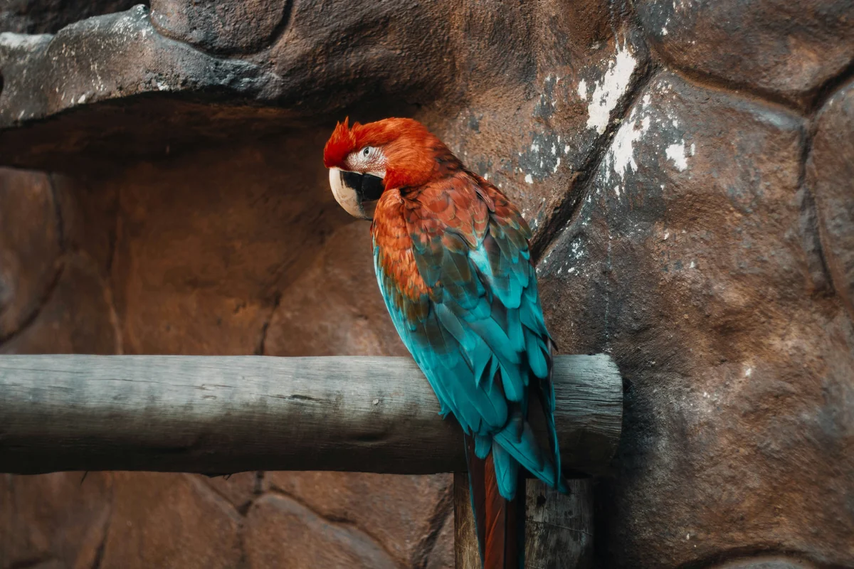 red green and blue parrot on brown tree branch - pirate themed names for parrots