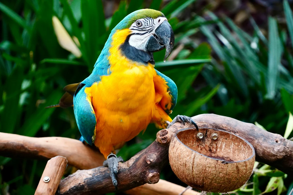 a blue and yellow parrot sitting on a tree branch - pirate themed names for parrots