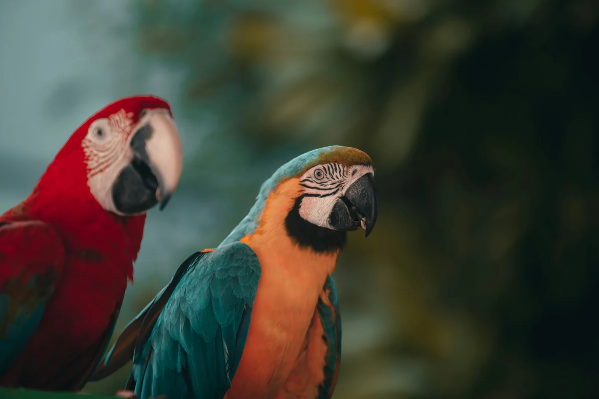 red blue and green parrot - pirate themed names for parrots