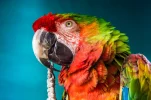 Pirate Themed Names for Parrots: 7 : Top Ideas Guide - pirate themed names for parrots