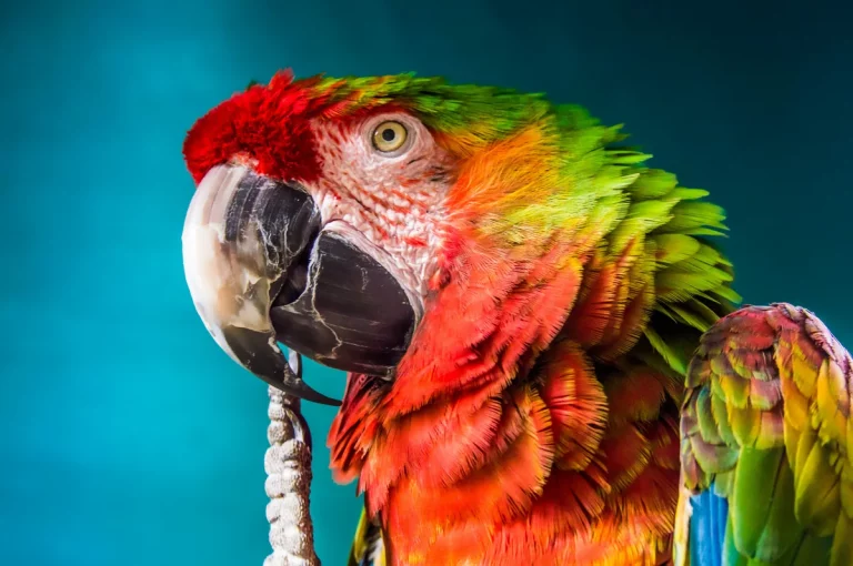 Pirate Themed Names for Parrots: 7 : Top Ideas Guide