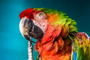 pirate themed names for parrots: A Complete Guide