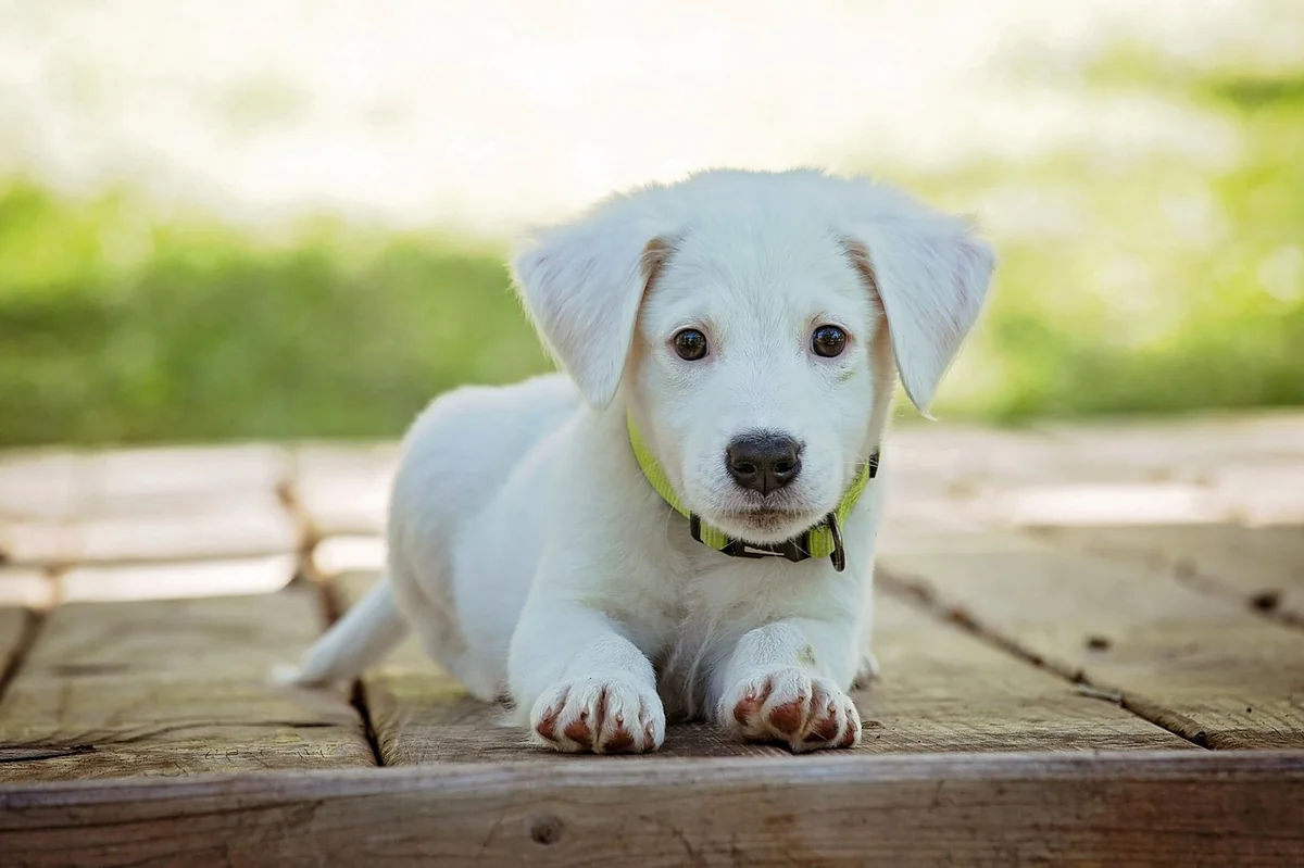 puppy, dog, pet, collar, dog collar, white puppy, white dog, domestic, domestic dog, nature, lying down, portrait, dog portrait, animal, cute, white, adorable, canine, doggy, looking - preppy dog names