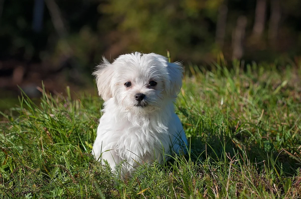 maltese, dog, puppy, small dog, white dog, young, pet, animal, young dog, domestic dog, canine, mammal, cute, adorable, meadow, outdoors, portrait, nature, animal portrait - preppy dog names