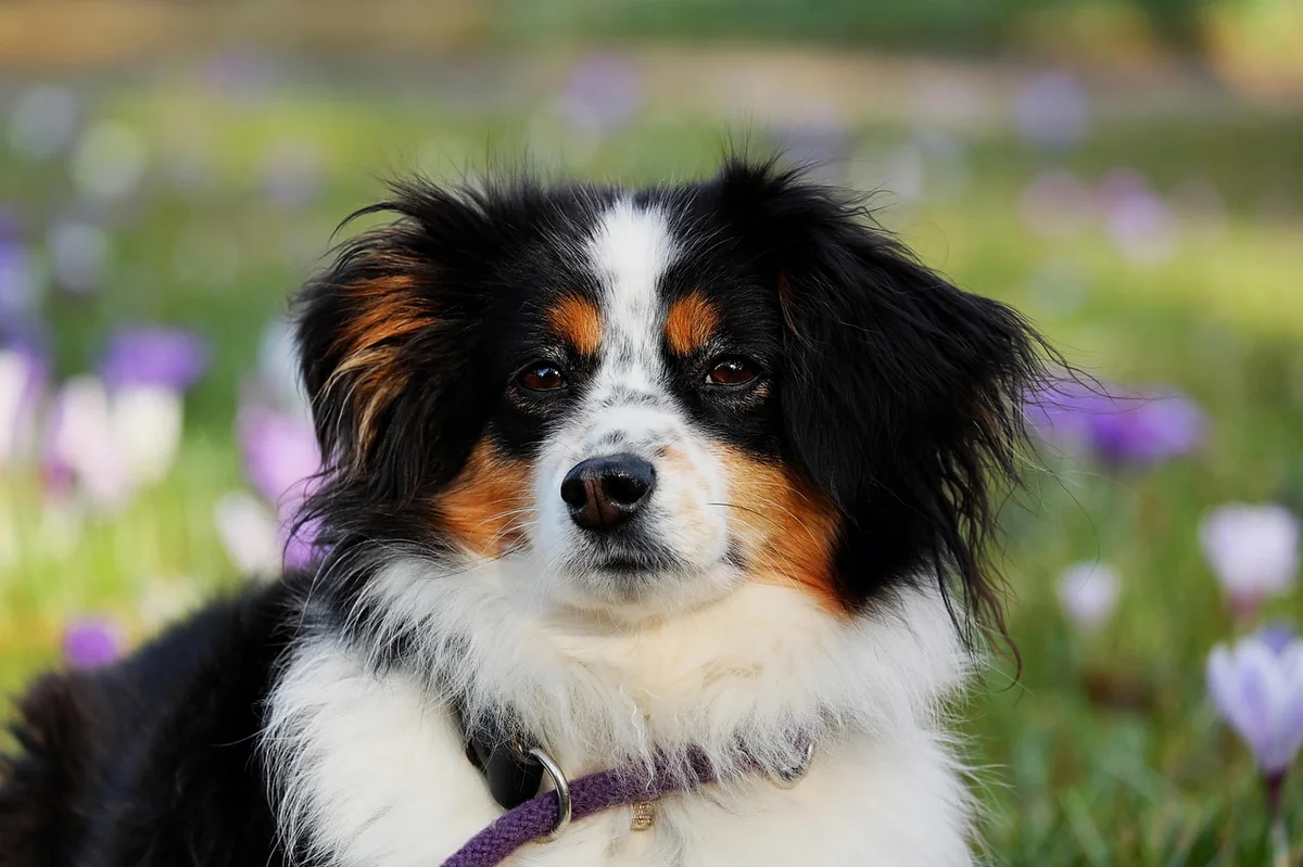 australian shepherd, dog, animal, herding dog, good-natured, protective, female dog, purebred dog, animal portrait, dog head, eyes, dog look, pet, snout, domestic animal, nature, creature - preppy dog names