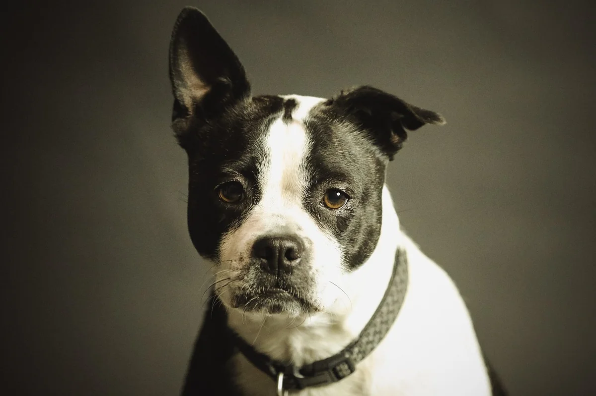 dog, pet, collar, dog collar, nature, domestic, domestic dog, black and white dog, canine, portrait, dog portrait, mammal, animal, purebred - preppy dog names